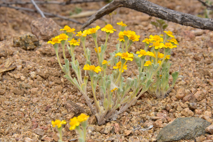 Wallace Eriophyllum plants are erect to spreading and generally covered with tufted or woolly hairs. Eriophyllum wallacei