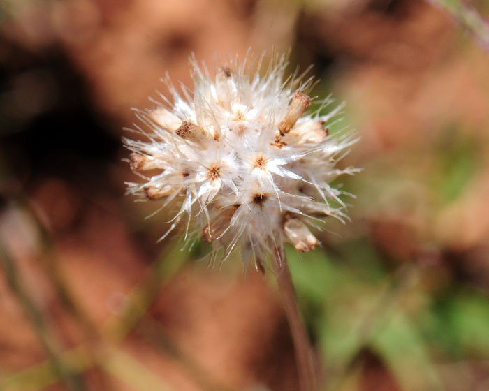 Red Dome Blanketflower flowers produce cypsela fruits with a pappus of scales. Gaillardia pinnatifida