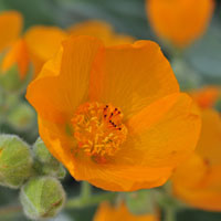 Palmer's Indian Mallow or Superstition Mallow, Abutilon palmeri