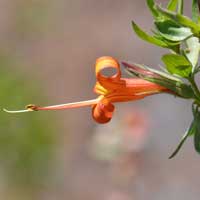 Thurber's Desert Honeysuckle, Anisacanthus thurberi