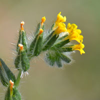 Common Fiddleneck, Amsinckia menziesii var. intermedia