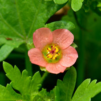 Carolina Bristlemallow, Modiola caroliniana