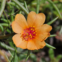 Shrubby Purslane, Portulaca suffrutescens