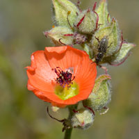 Scarlet Globemallow or Caliche Globemallow, Sphaeralcea coccinea