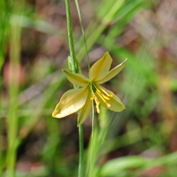 Torrey's Craglily or Amberlily, Echeandia flavescens