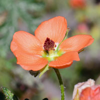 Cutleaf Globemallow or Rusby's Globemallow, Sphaeralcea rusbyi