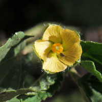 Buffpetal or Bladderpod Sida, Rhynchosida physocalyx