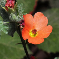 Desert Globemallow or Desert Mallow, Sphaeralcea ambigua