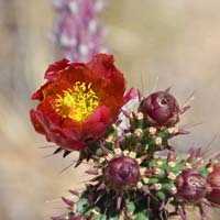 Red Thumbnails, Southwest Desert Flora
