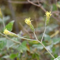 Brickellia coulteri, flowers may by yellow, green, purple or brown; Coulter's Brickellbush