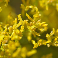 Gutierrezia-microcephala, 0 to 5 ray petals; Threadleaf-Snakeweed