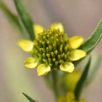 Abert's Creeping Zinnia, Sanvitalia abertii