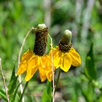 Upright Prairie Coneflower, Ratibida columnifera