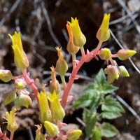 Gila County Live-forever, Dudleya collomiae saxosa