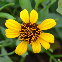 Smooth Beggartick, Bidens laevis