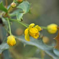 Red Barberry or Red Mahonia, Berberis haematocarpa 