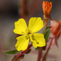 Miniature Suncup or Small Evening Primrose, Camissonia micrantha