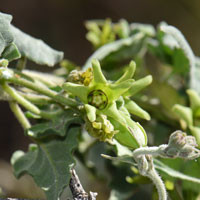 Flowers greenish-yellow; Matelea producta, Texas Milkvine