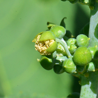 Casterbean, Ricinus communis