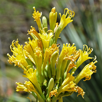 Schott's Century Plant or Shindagge, Agave schottii