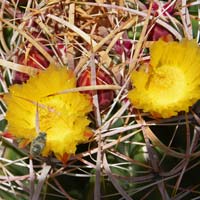 Candy Barrelcactus, Ferocactus wislizeni