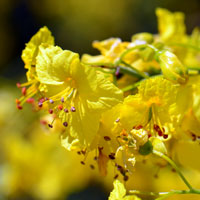 Parkinsonia florida, Blue Paloverde