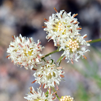 Loomis' Thimblehead, Hymenothrix loomisii