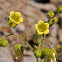 Whisperingbells or Yellow Whispering Bells