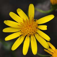 Lemmon's Ragwort, Senecio lemmonii