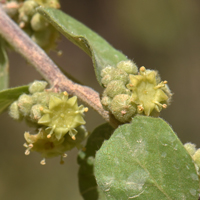 Las Animas Nakedwood or California Snakebush; flowers greenish, yellowish or whitish, Colubrina californica