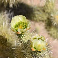 Teddy Bear Cholla or Jumping Cholla, Cylindropuntia bigelovii