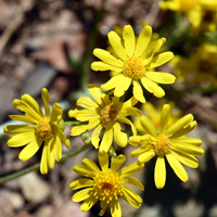 New Mexico or Toumey's Groundsel, Packera neomexicana