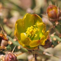 Arizona Pencil Cholla, Cylindropuntia arbuscula, Southwest Desert Flora