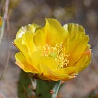 Cactus Apple or Engelmann Prickly Pear, Opuntia engelmannii