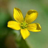 Common Yellow Oxalis, Dillen's Oxalis, Oxalis stricta