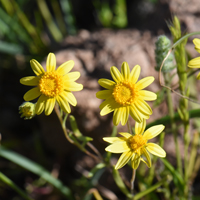 California Goldfields or Goldfields, Lasthenia californica