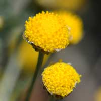 African Sheepbush or Karoo Bush, Pentzia incana