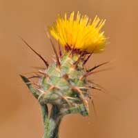 Maltese Star-thistle or Spotted Knapweed, Centaurea melitensis