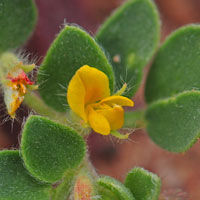 Lotus humistratus 
Common Name: Foothill Deervetch 