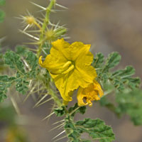 Buffalobur Nightshade or Colorado Bur, Solanum rostratum