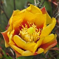 Twistspine Pricklypea, Opuntia macrorhiza