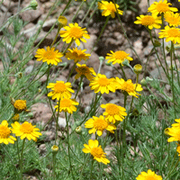 Fiveneedle Pricklyleaf or Dyssodia, Thymophylla pentachaeta