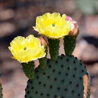 Santa Rita Pricklypear, Opuntia santa-rita