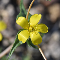 Veatch's Blazingstar or Whitestem Blazingstar, Mentzelia veatchiana