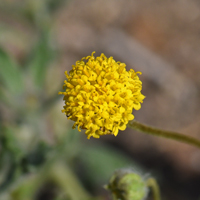 Yellowdome or Yellow Dome, Trichoptilium incisum