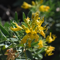 Bladderpod Spiderflower or Bladderpod, Cleome isomeris