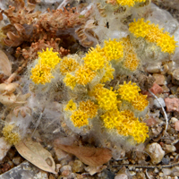 Pringle's Wooly Sunflower, Eriophyllum pringlei