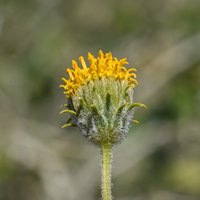 Button Brittlebush or Green Brittlebush, Encelia frutescens