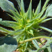 Rigid- or Devil's- Spineflower,Chorizanthe rigida