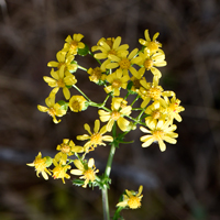 Oak Creek Ragwort, Packera quercetorum